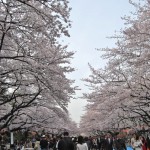 Cherry trees( Ueno Park)