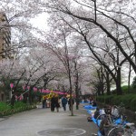 Cherry trees (Sumida park)