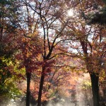 A park of Gifu castle