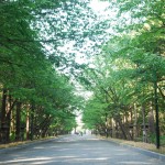 Hokkaido jingu4 (Photo by Kotodamaya)