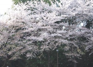 Cherry petal (Photo by Kotodamaya)