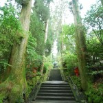 approach-to-hakone-shrine