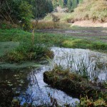 The Sacred Pond of Heitate jingu (Photo by Kotodamaya)