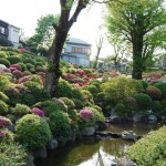 Azalea at Nedu shrine (photo by Kotodamaya)